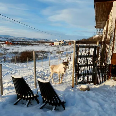 Nyaraló Suovka Reindeer *